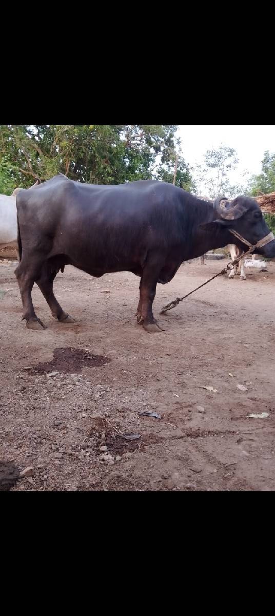 ભેંસ વેચવાની છે
