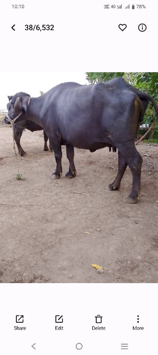 ભેંસ વેચવાની છે