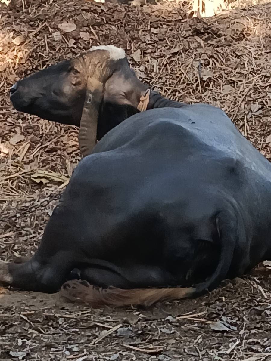 ભેંસ વેચવાની છે