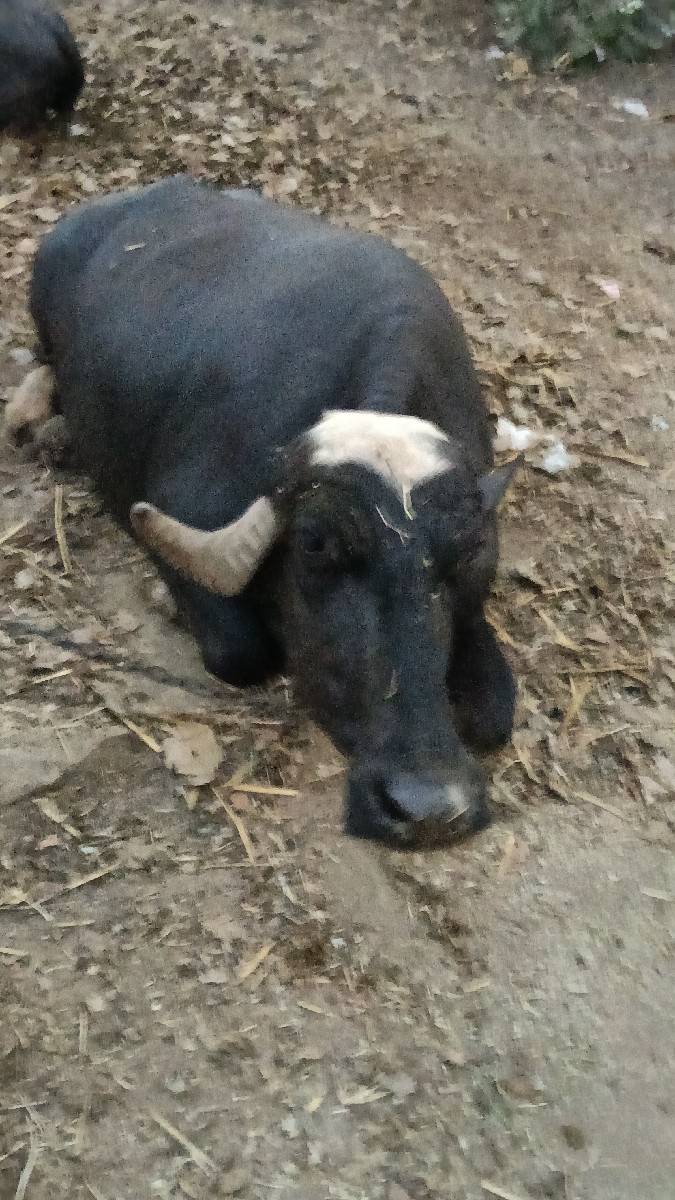 ભેંસ વેચવાની છે