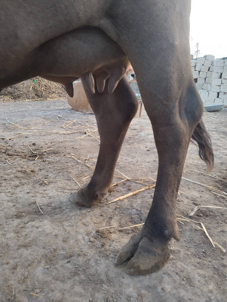 ભેંસ વેચવાની છે પાંચ દિવસ ની વિયાણી