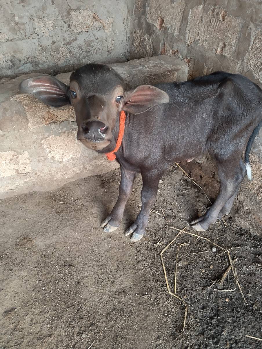 ભેંસ વેચવાની છે પાંચ દિવસ ની વિયાણી