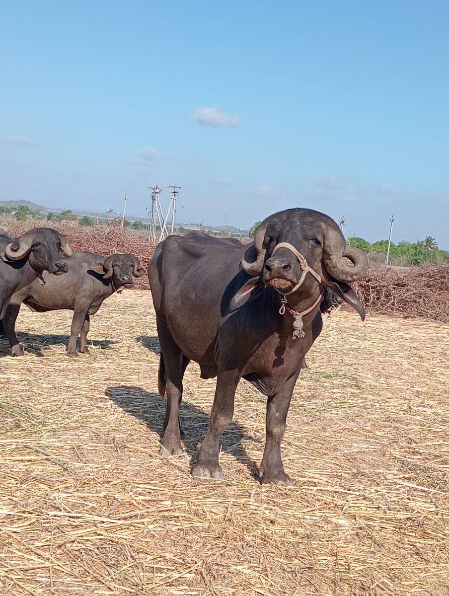 પાડો વેચવાનો છે