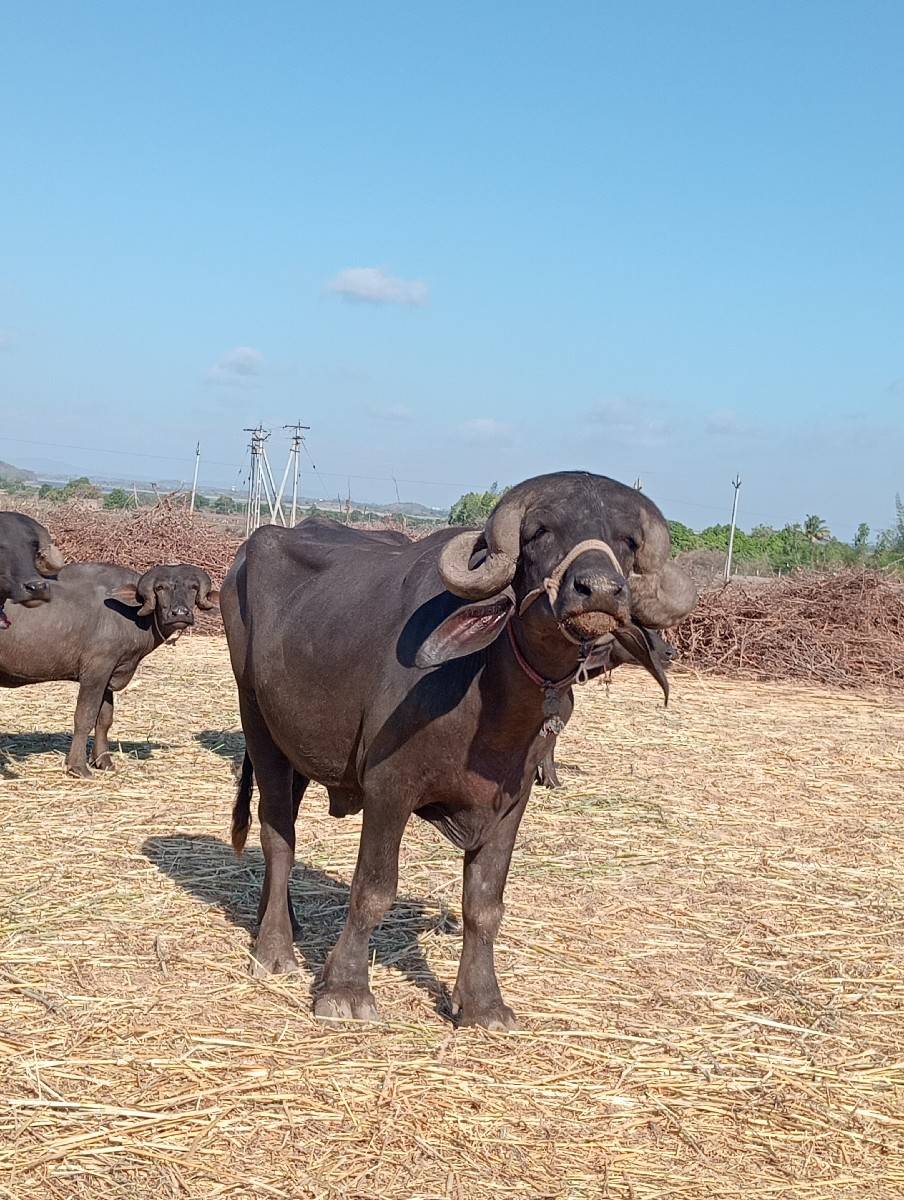 પાડો વેચવાનો છે