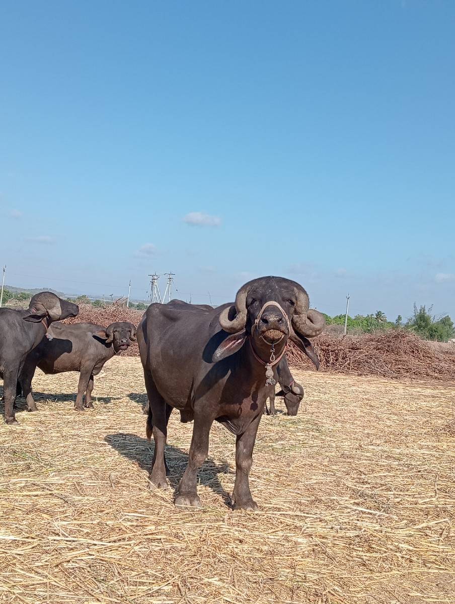 પાડો વેચવાનો છે