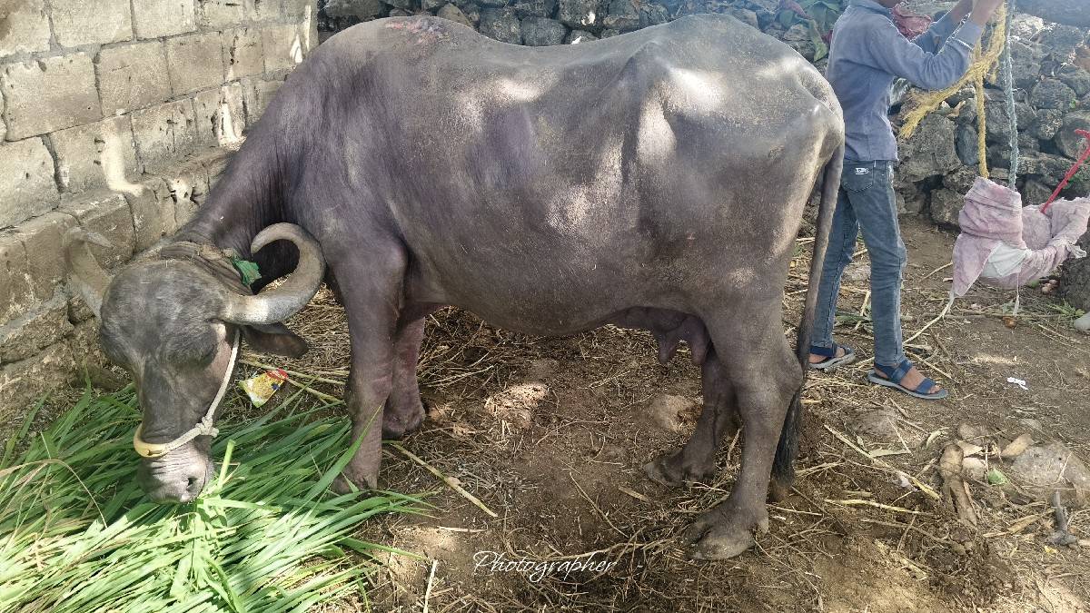 દેશી જાફરી ભેસ