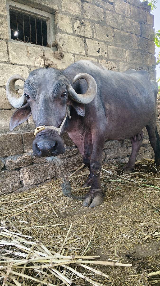 દેશી જાફરી ભેસ