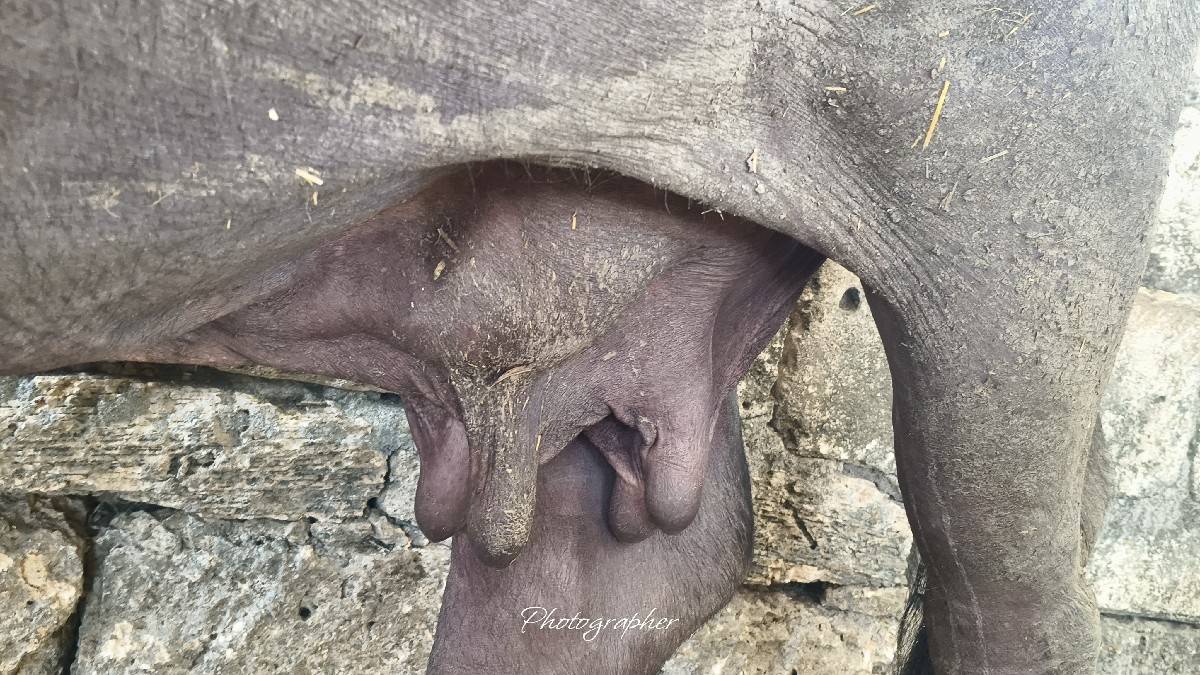 દેશી જાફરી ભેસ