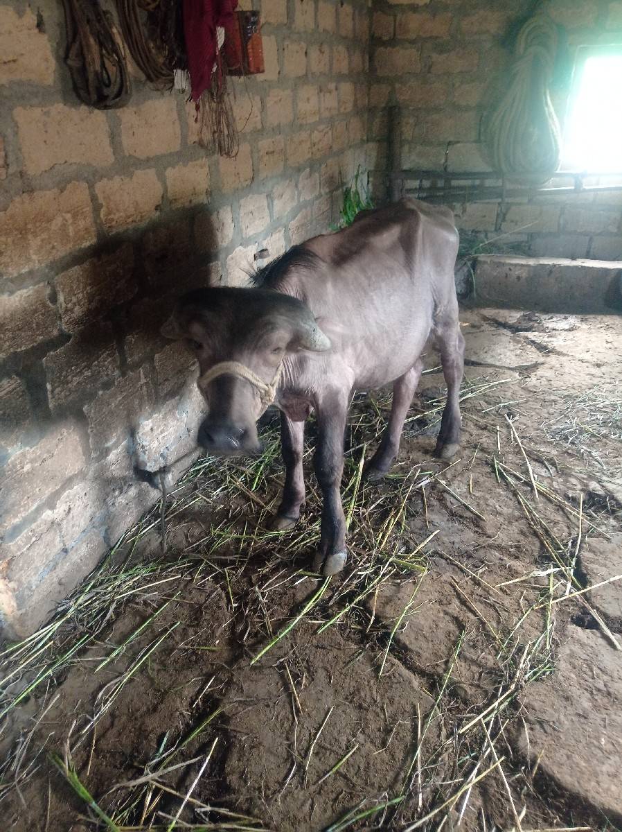 પાડો વેચવાનો છે