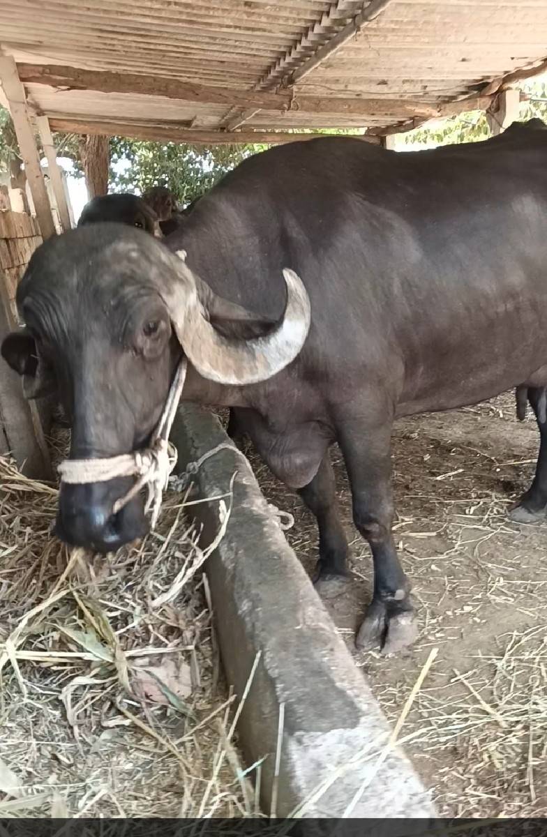 બીજું વેતર વ્યાસે