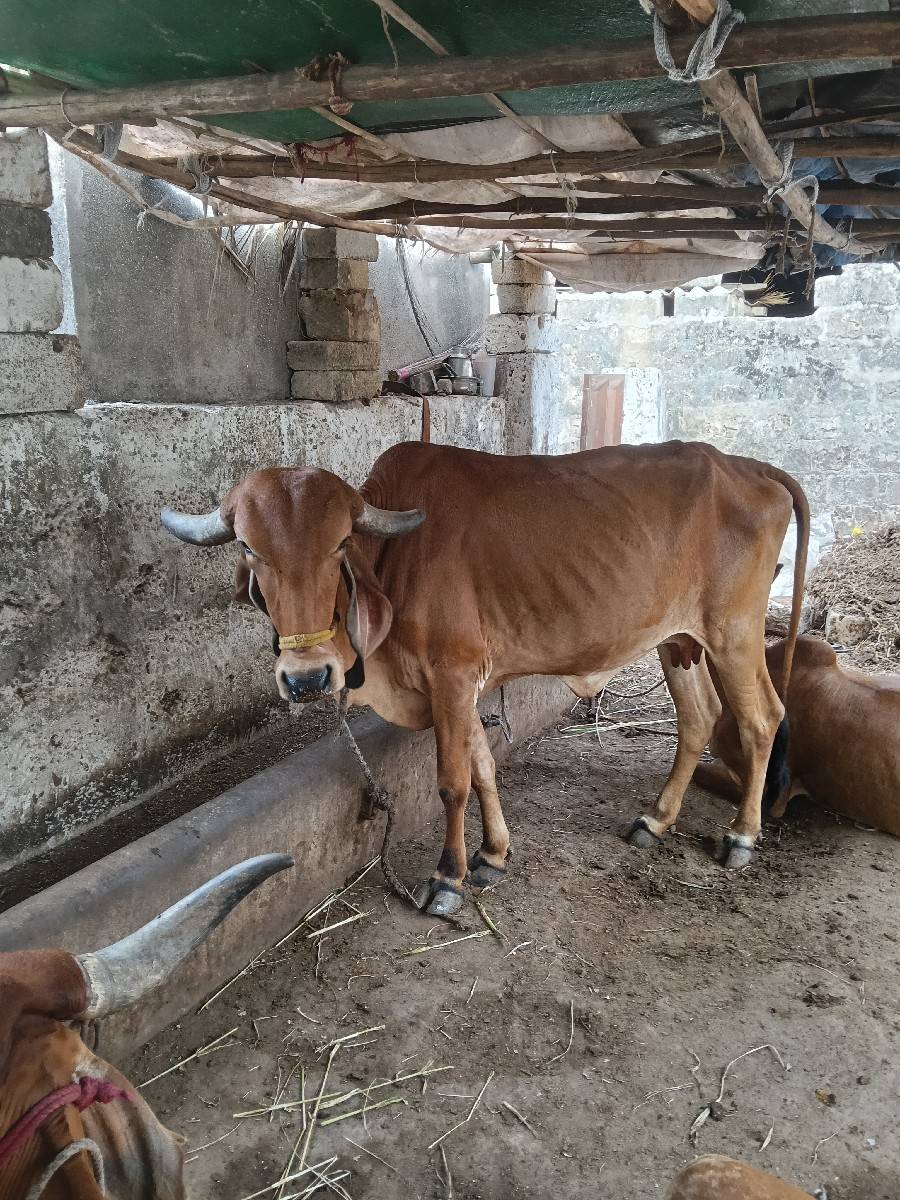 ગાય વેચવાની છે