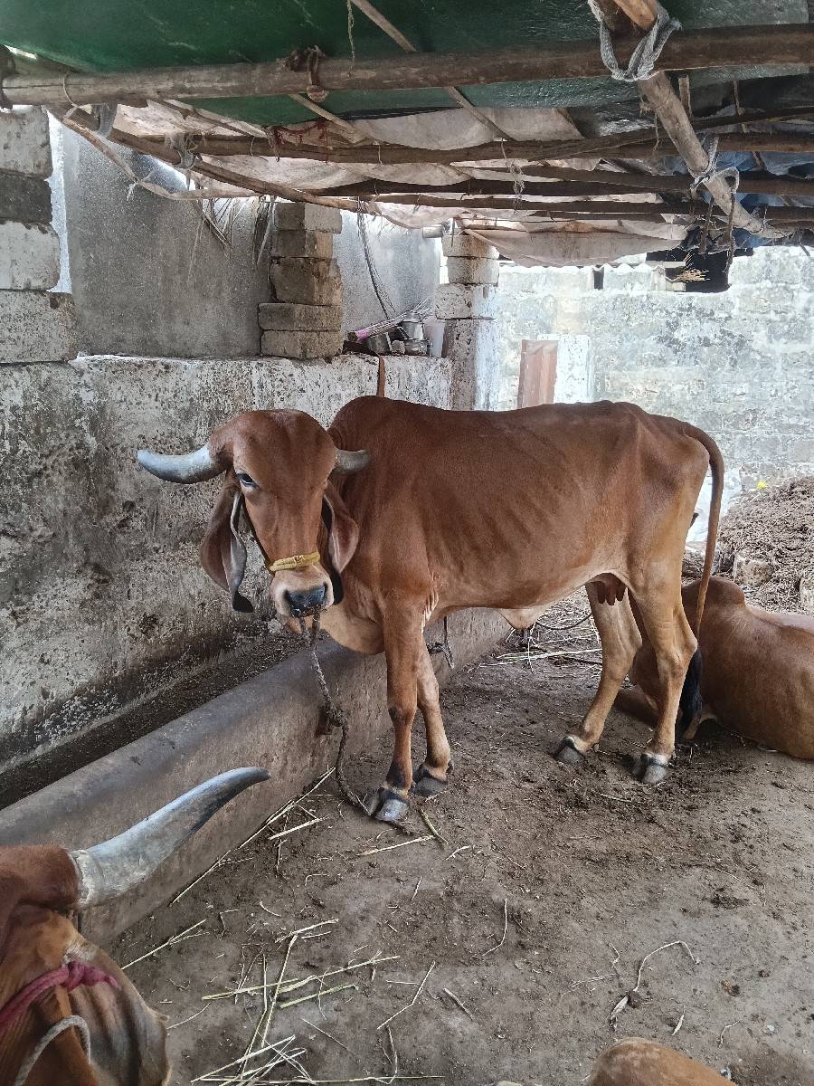 ગાય વેચવાની છે