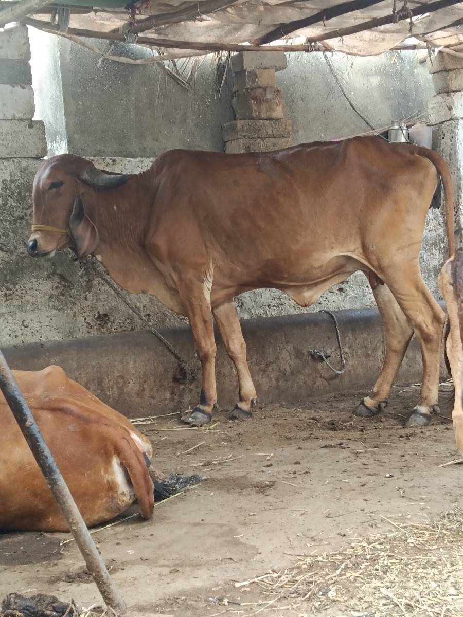 ગાય વેચવાની છે
