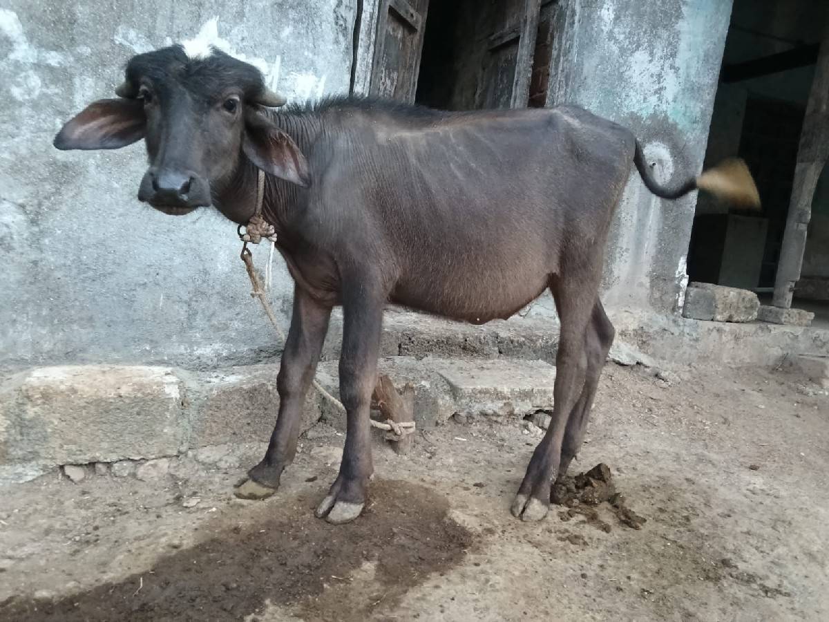 પાડો વેચવાનો છે
