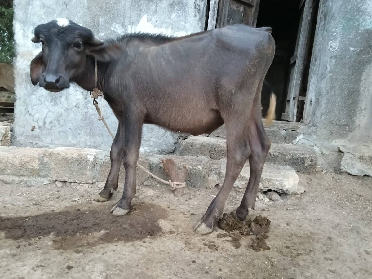 પાડો વેચવાનો છે