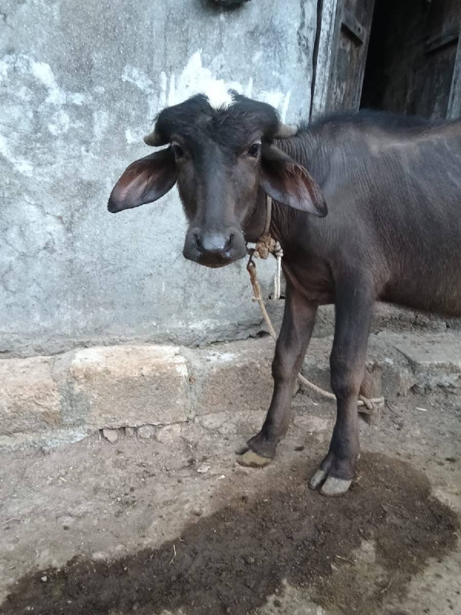 પાડો વેચવાનો છે