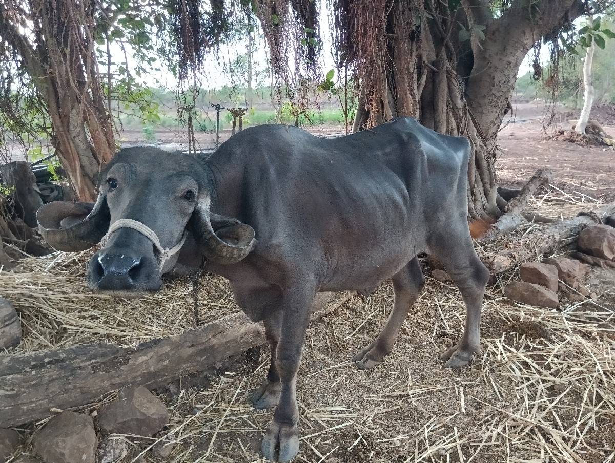 ભેંસ વેચવાની છે
