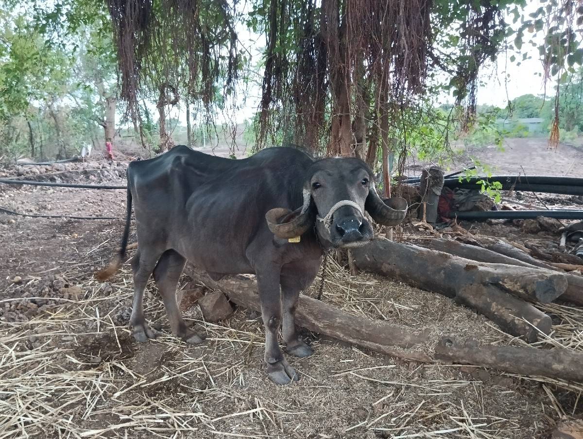 ભેંસ વેચવાની છે