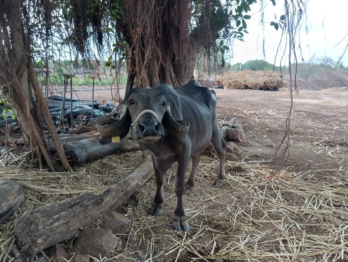 ભેંસ વેચવાની છે