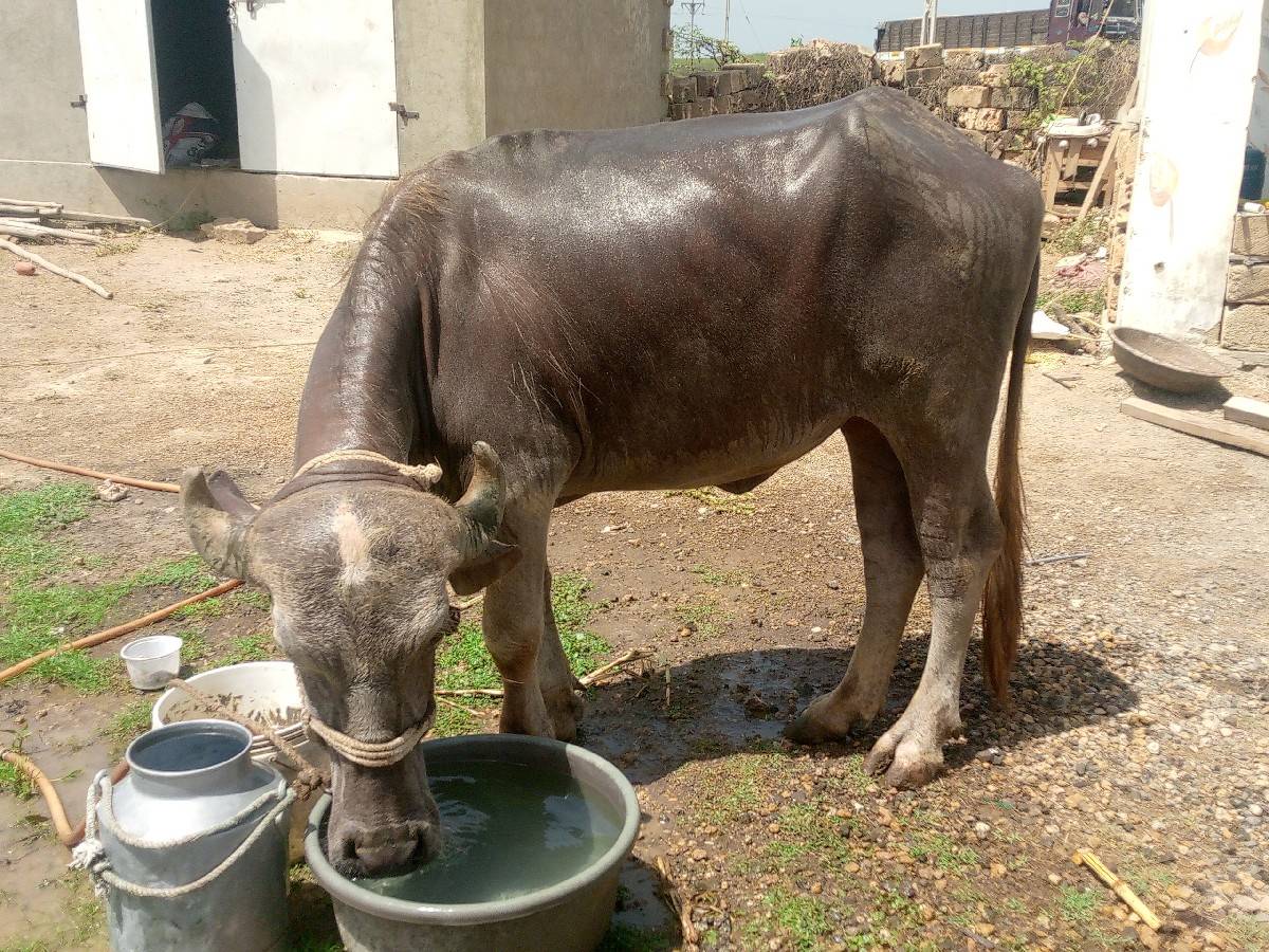 કારી ને ભૂરી વેચવાની છે