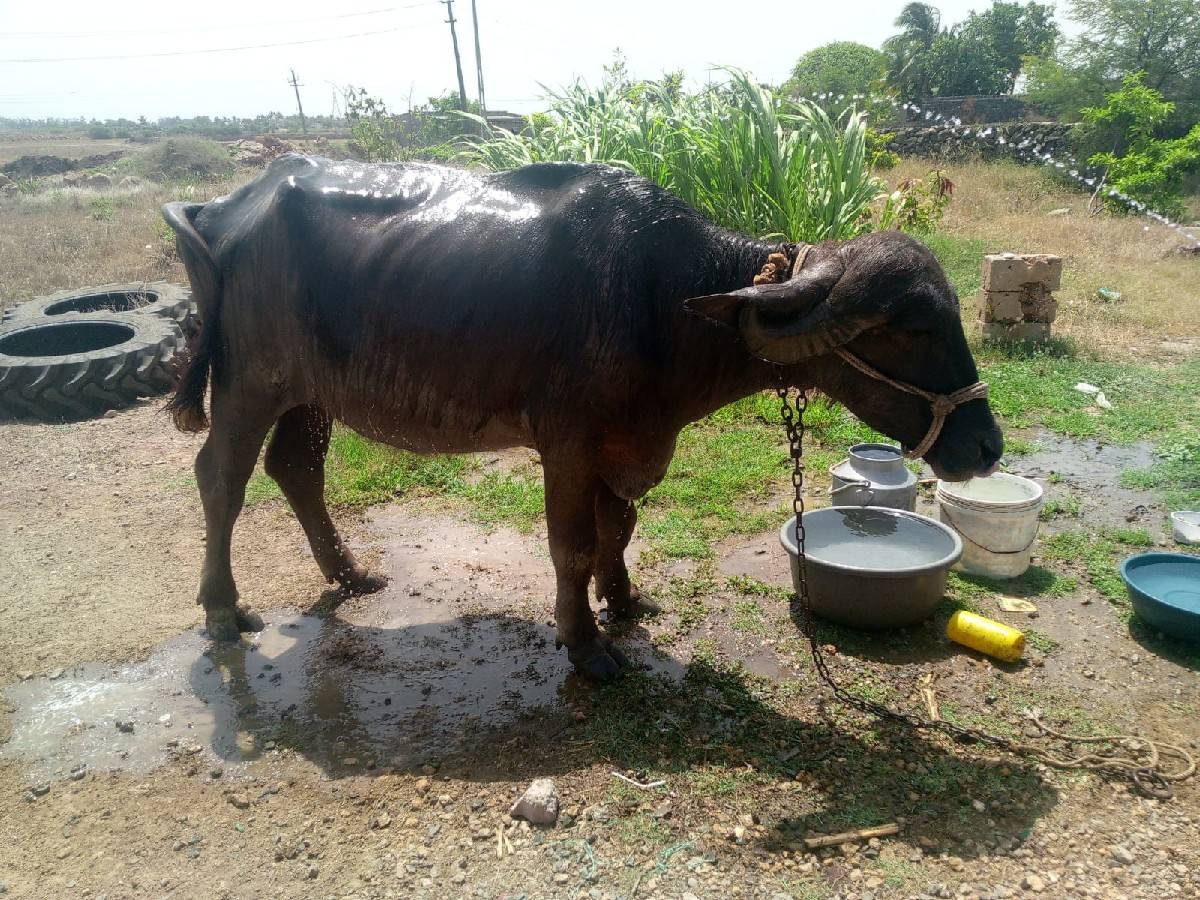 કારી ને ભૂરી વેચવાની છે