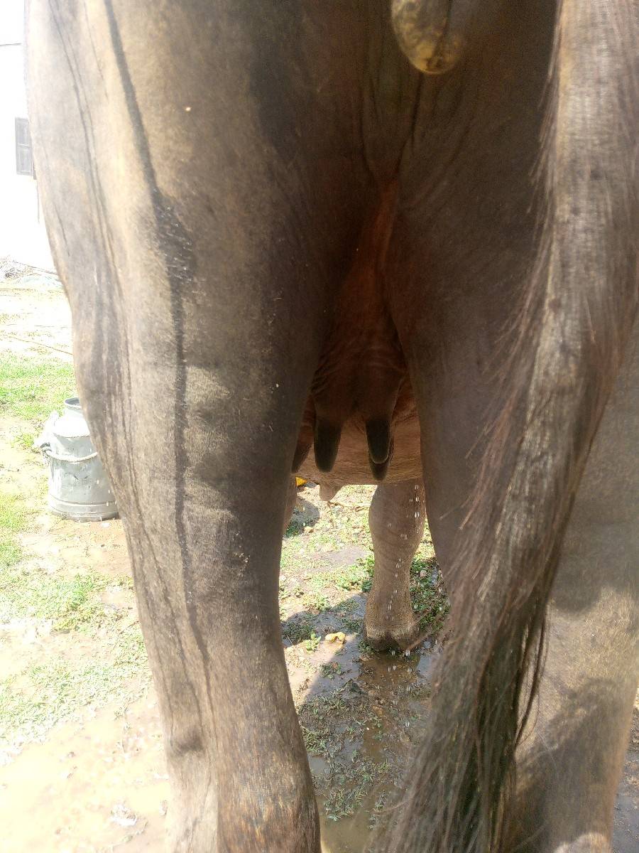 કારી ને ભૂરી વેચવાની છે