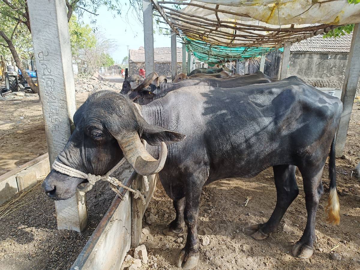 ખળેલી વેચવાની છે