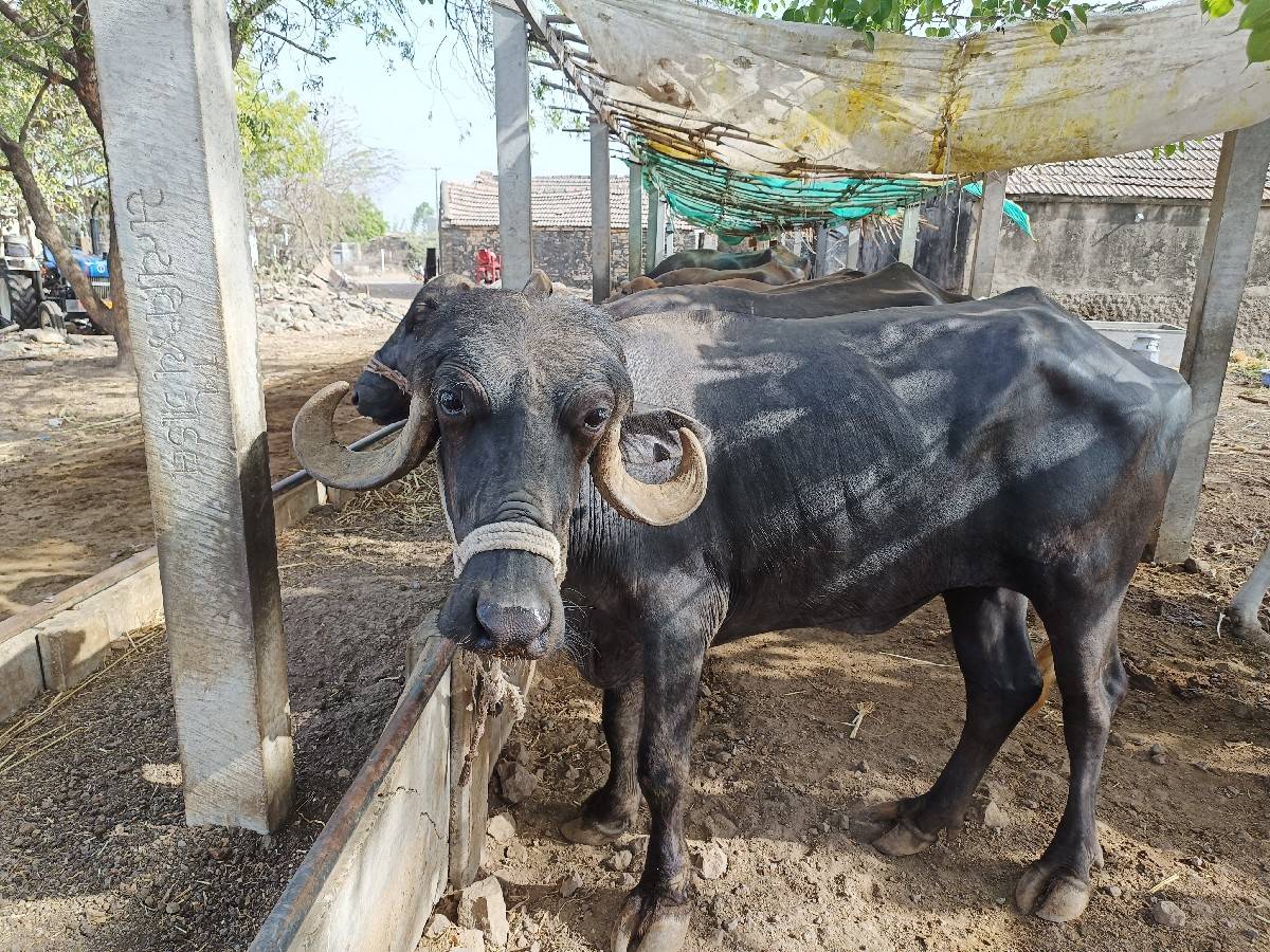 ખળેલી વેચવાની છે