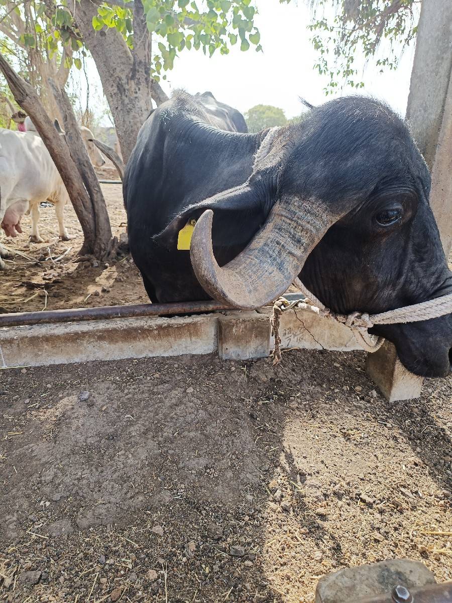 ખળેલી વેચવાની છે