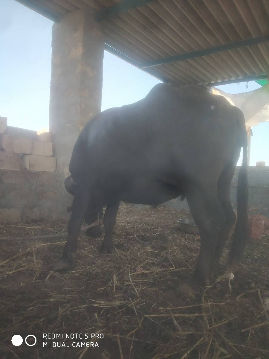ખળેલી વેચવાની છે