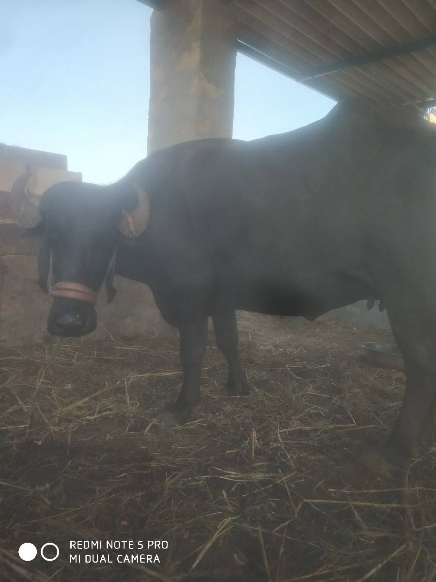 ખળેલી વેચવાની છે