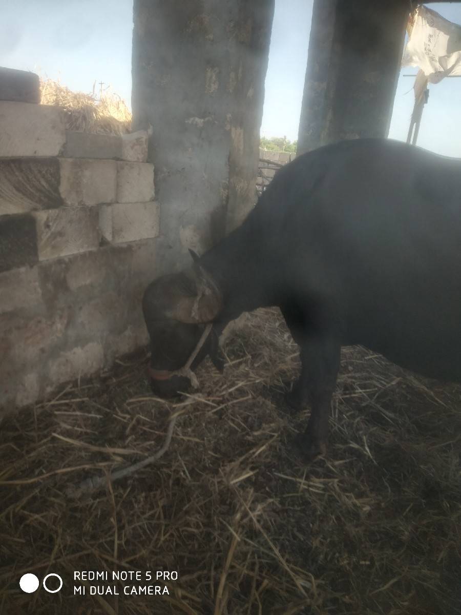 ખળેલી વેચવાની છે