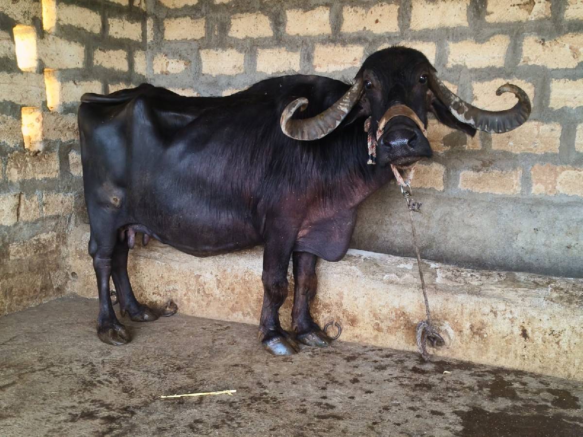 ભેંસ વેચવાની છે
