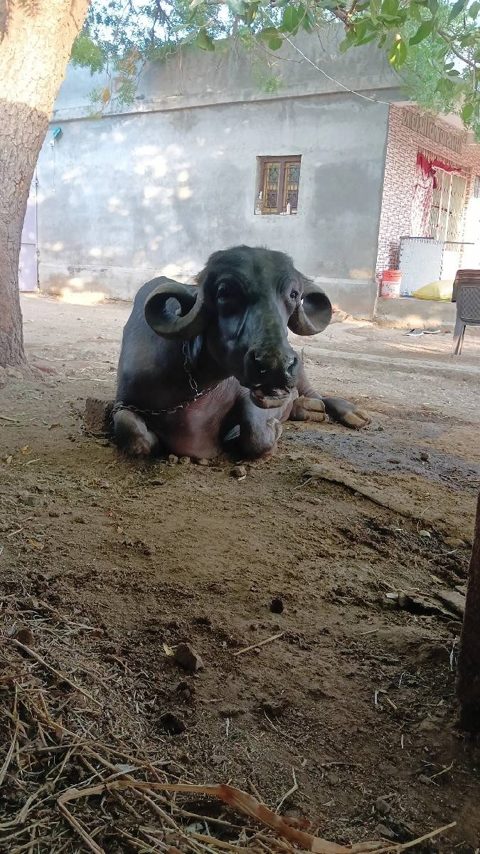 ભેંસ વેચવાની સે 4 વેતર