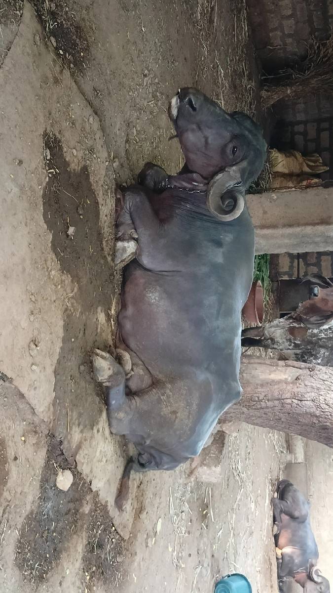 ભેંસ વેચવાની સે 4 વેતર