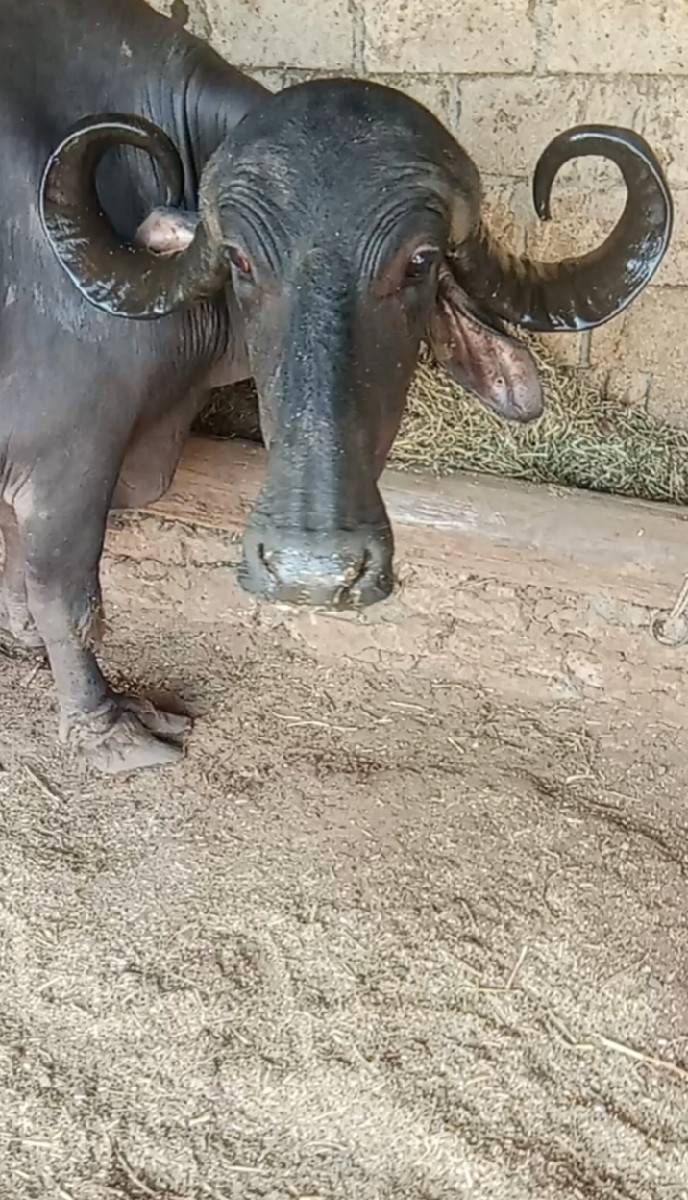 ભેંસ વેચવાની છે