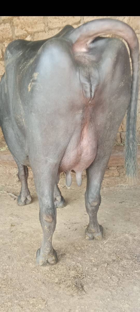 ભેંસ વેચવાની છે