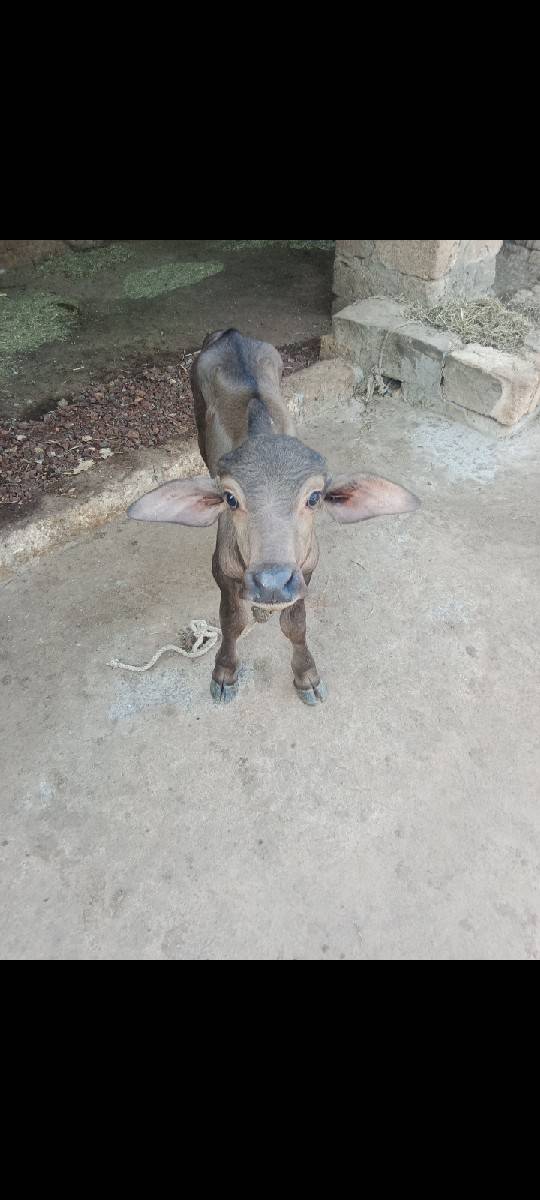 ભેંસ વેચવાની છે