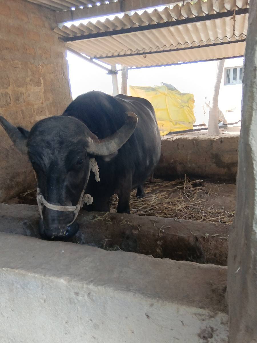 ભેંસ વેચવાની છે