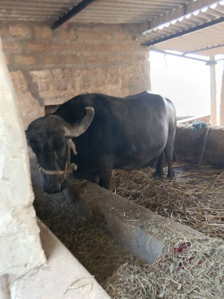 ભેંસ વેચવાની છે