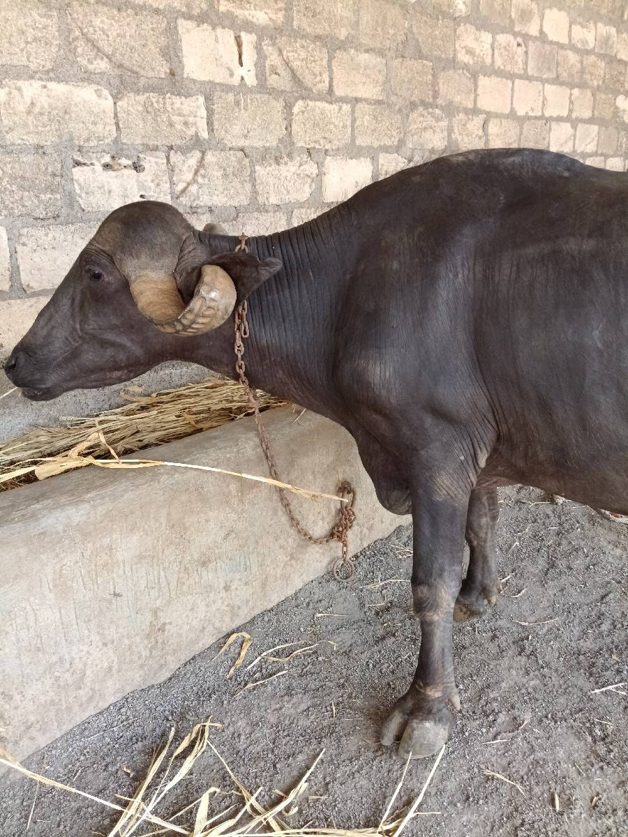 ભેંસ વેચવાની છે