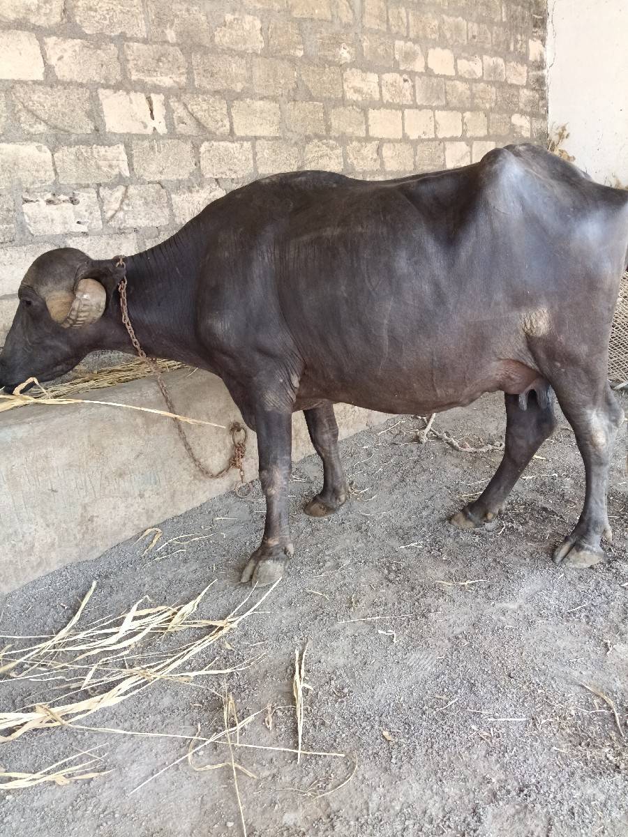 ભેંસ વેચવાની છે