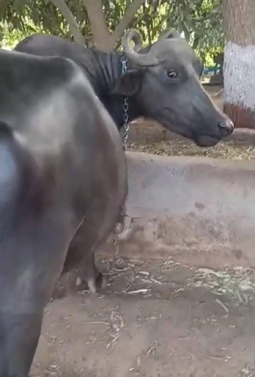 ભેંસ વેચવાની છે