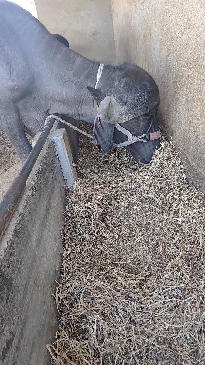 ખળેલી વેચવાની છે