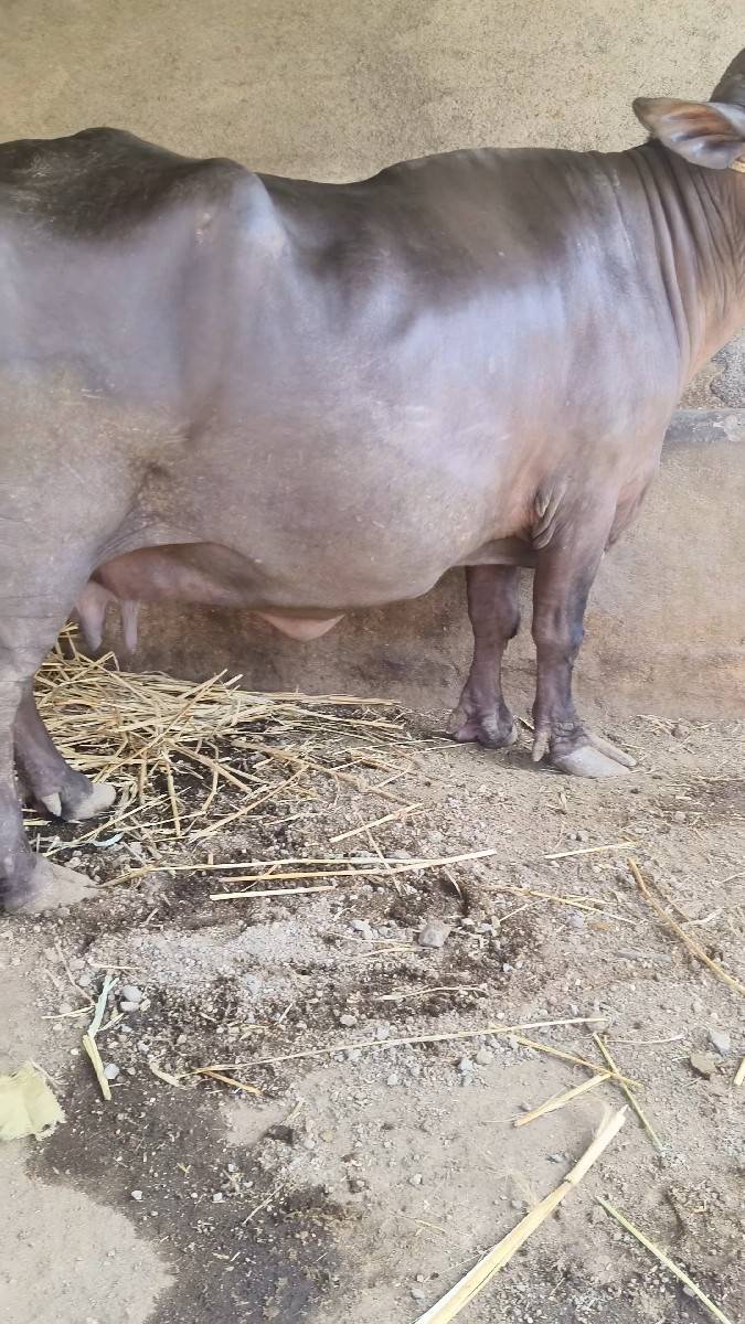 ભેંસ વેચવાની છે