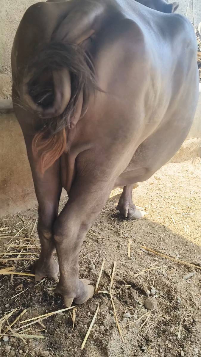ભેંસ વેચવાની છે