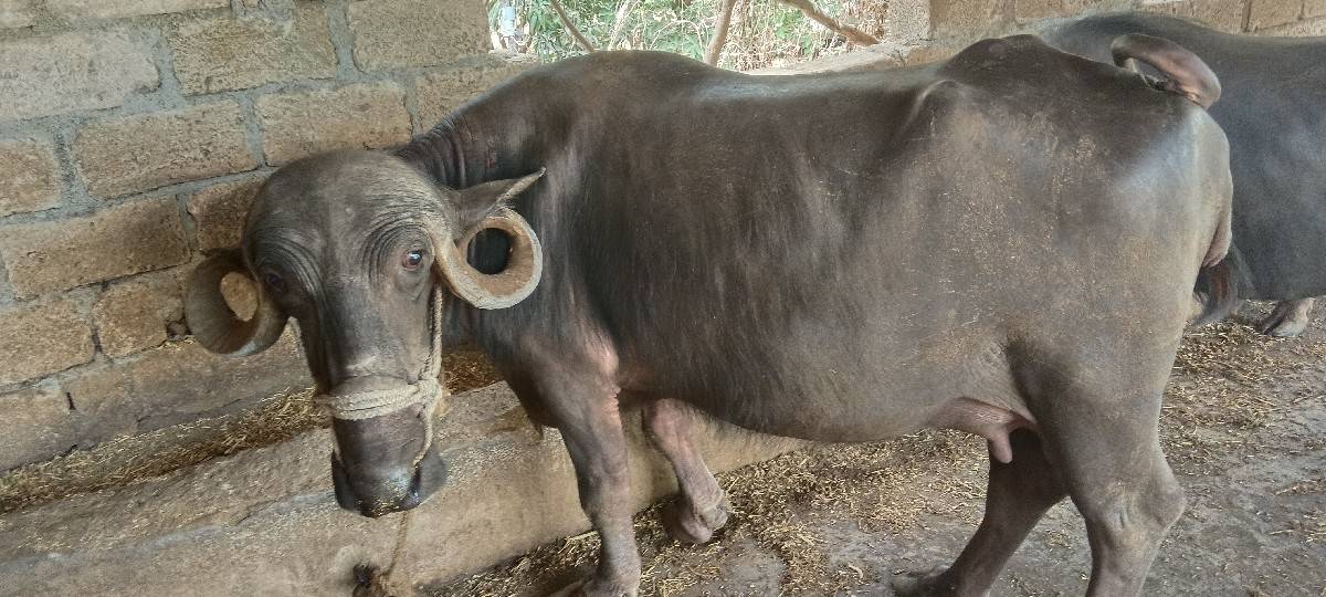 ભેંસ વેચવાની છે