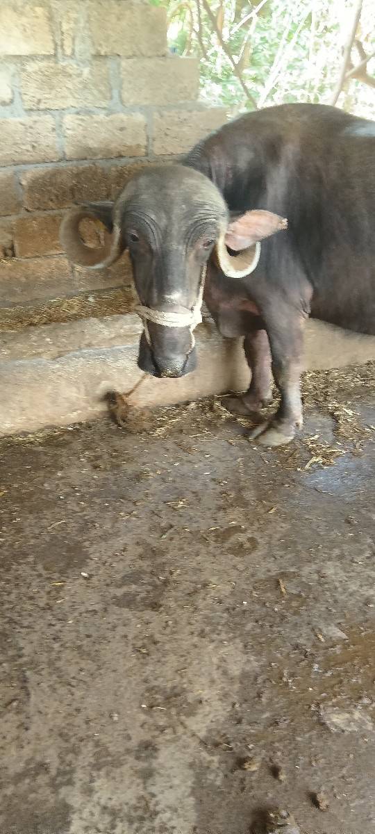 ભેંસ વેચવાની છે