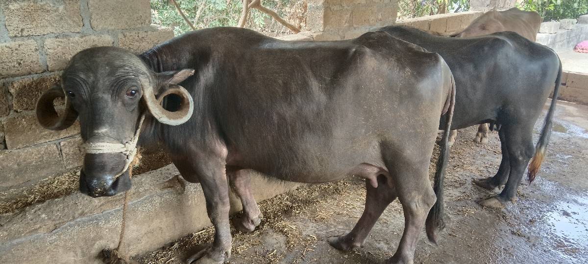ભેંસ વેચવાની છે