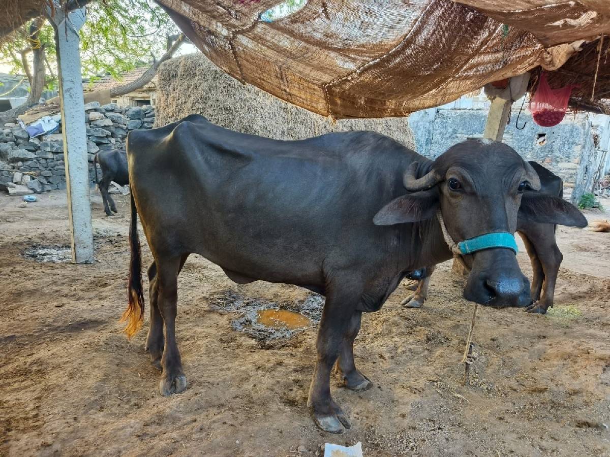 બેખડેલાવચવાનાછે